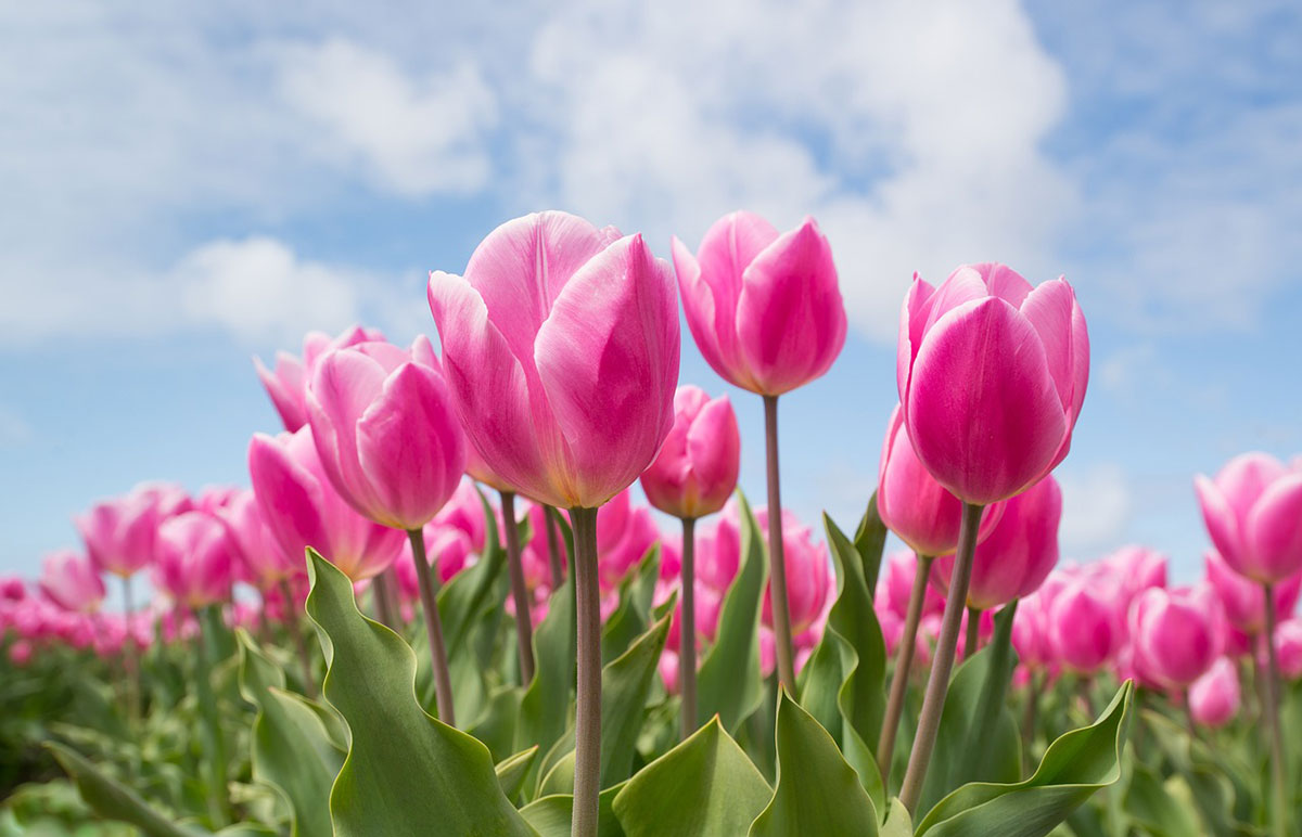 Will my SSI / SSDI disability check come early in April 2024?