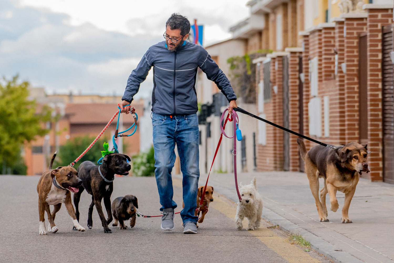 A man walks several dogs to earn extra income
