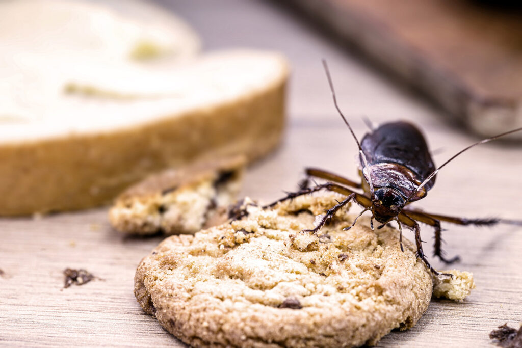 image of cockroach eating a cookie on a kitchen counter