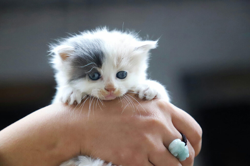 image of a cute kitten