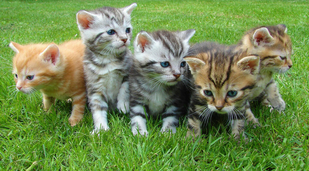 photo of a group of cute kittens