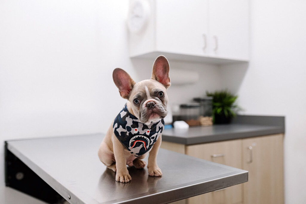 photo of cute puppy at the vet