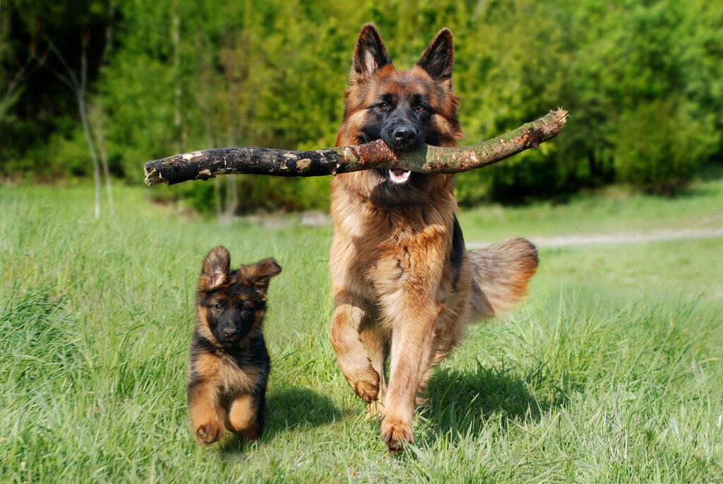 image of young dog and old dog playing with a stick