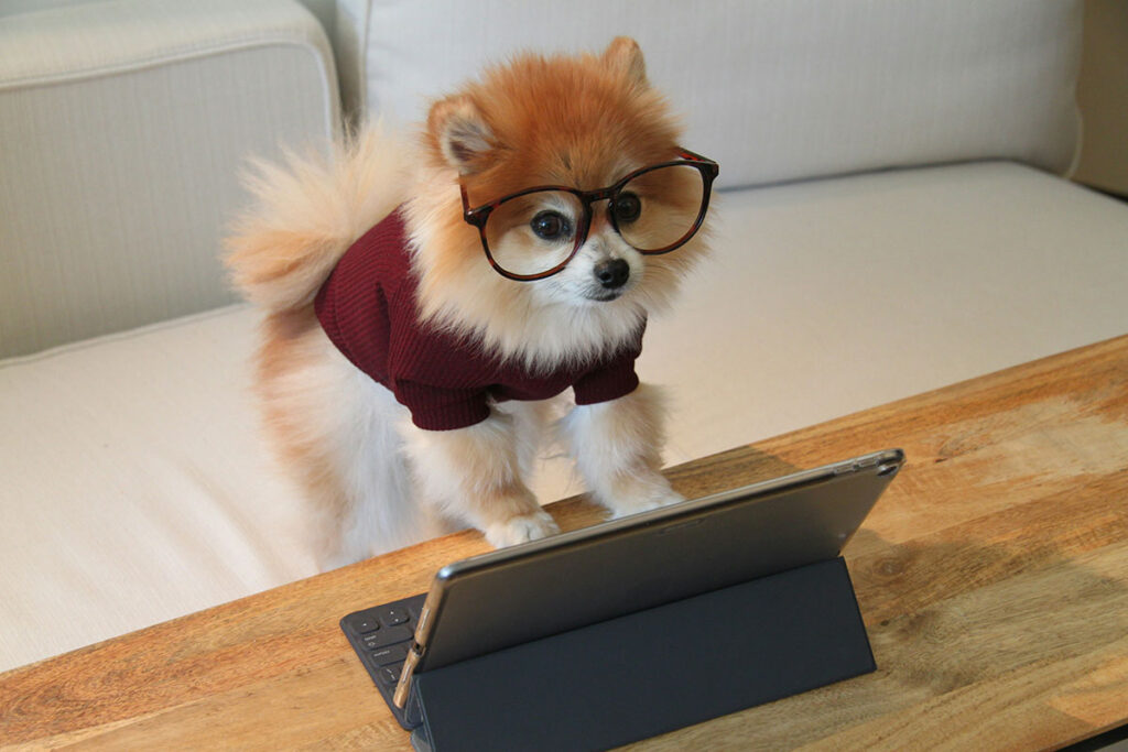 dog wearing glasses uses a laptop