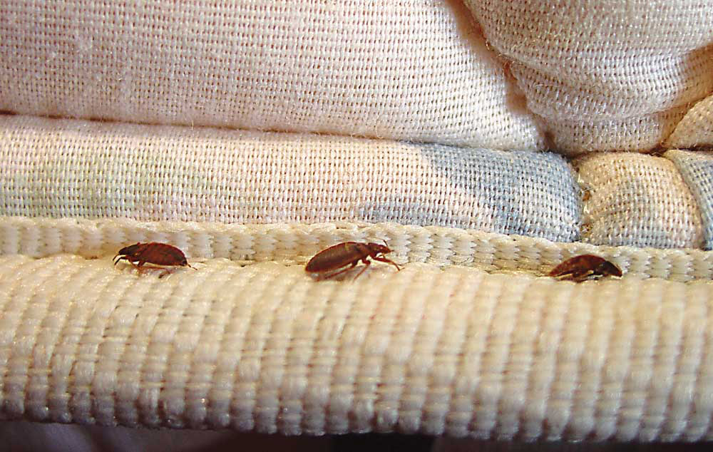 photo of bed bugs