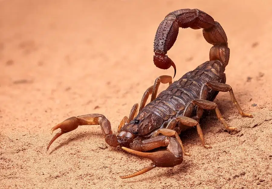 photo of a scorpion