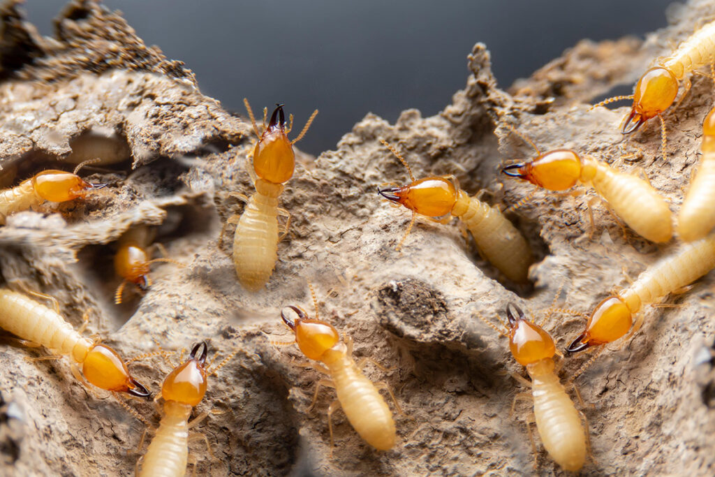 photo of termites