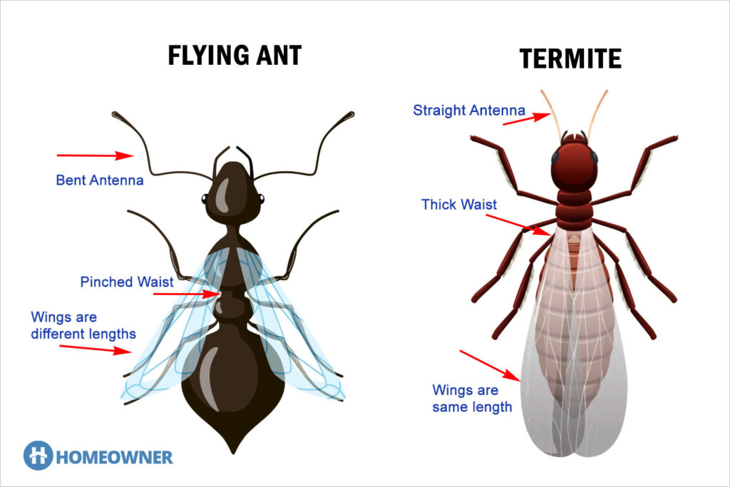 illustration comparing a flying ant vs a termite
