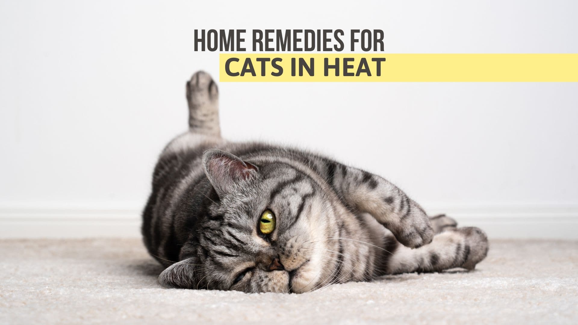 Home remedies for cats in heat clearance
