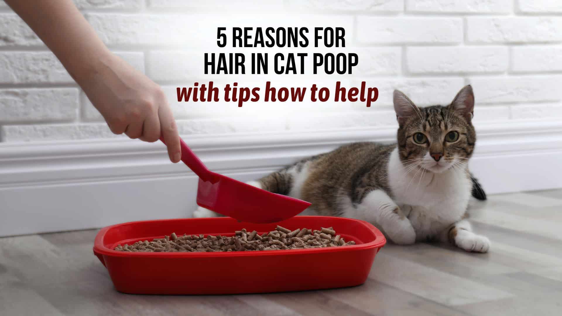 Human hair in cat poop shop