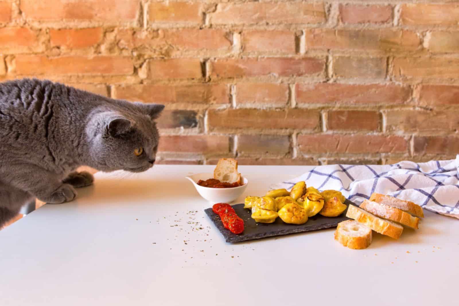 Can Cats Eat Ketchup All About It
