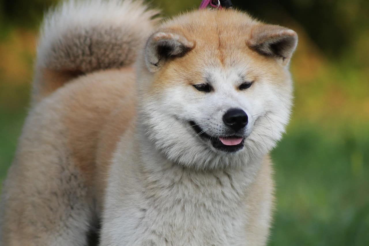 Small akita looking dog sales