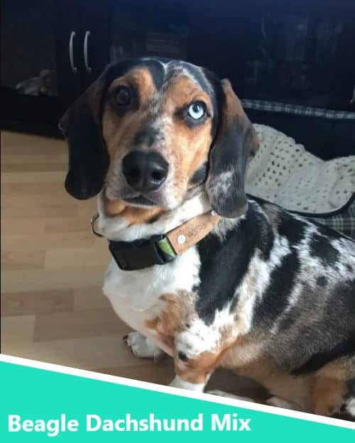 Beagle dachshund mix puppies for sale outlet