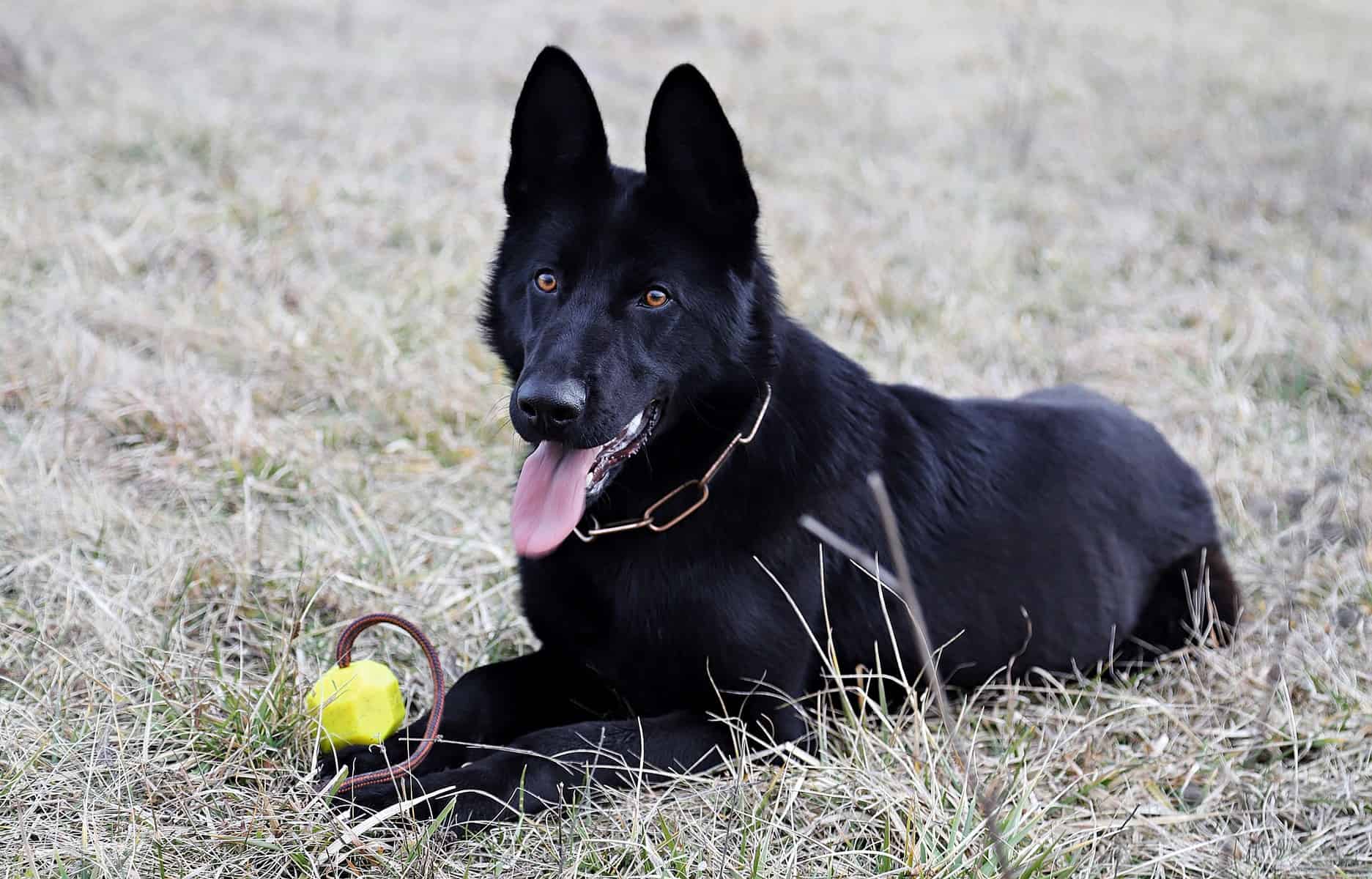Toys for gsd new arrivals