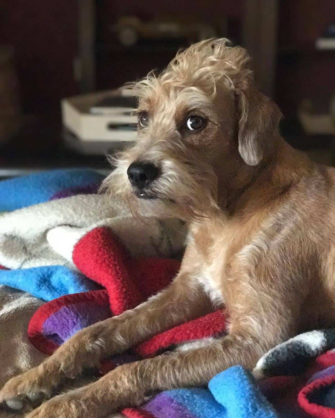 The Boxerdoodle Boxer Poodle Mix Is A Real Thing Is Your Mind Blown