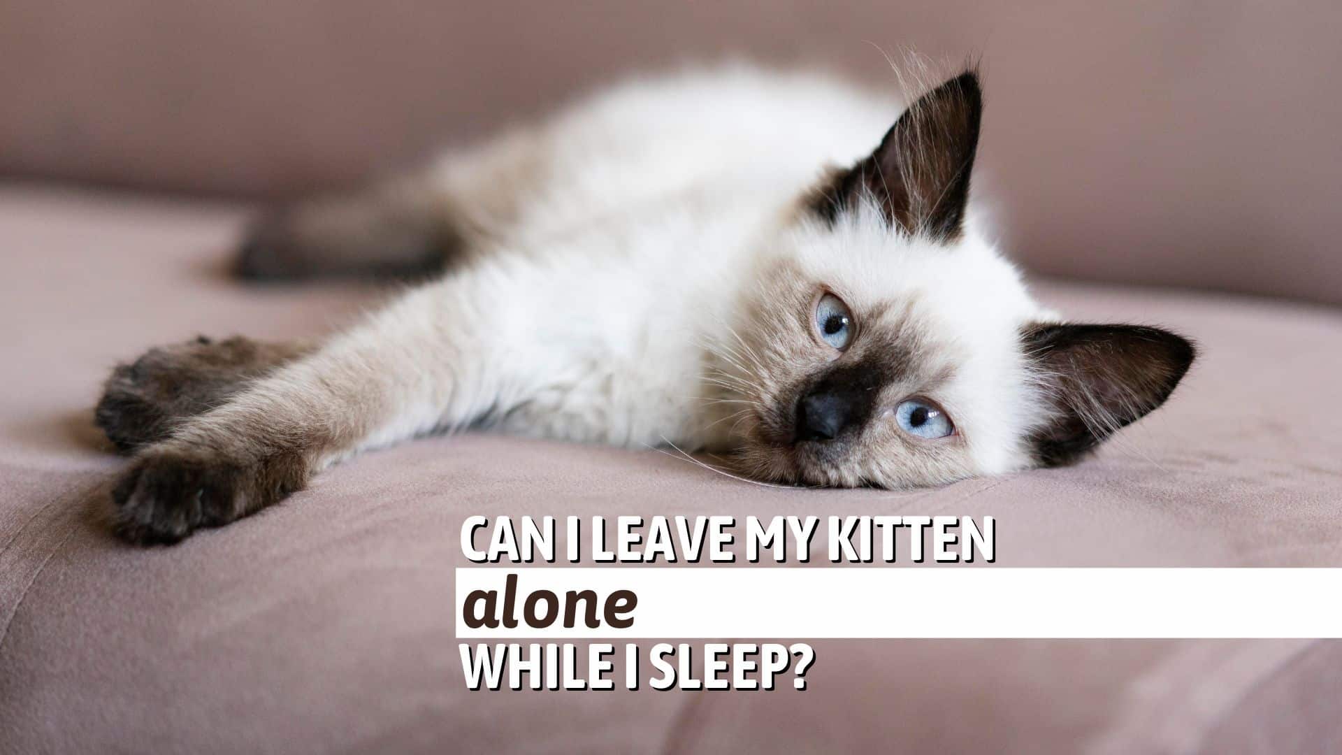 Can I Leave My Kitten Alone While I Sleep?