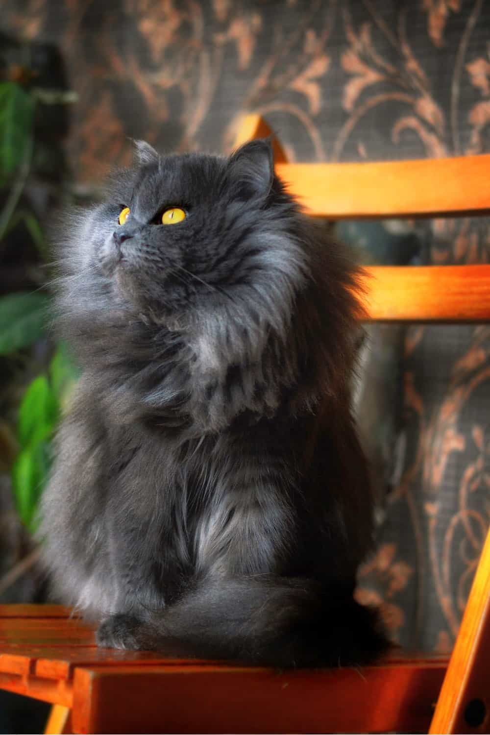 All About The Persian Cat s Price And Living Costs