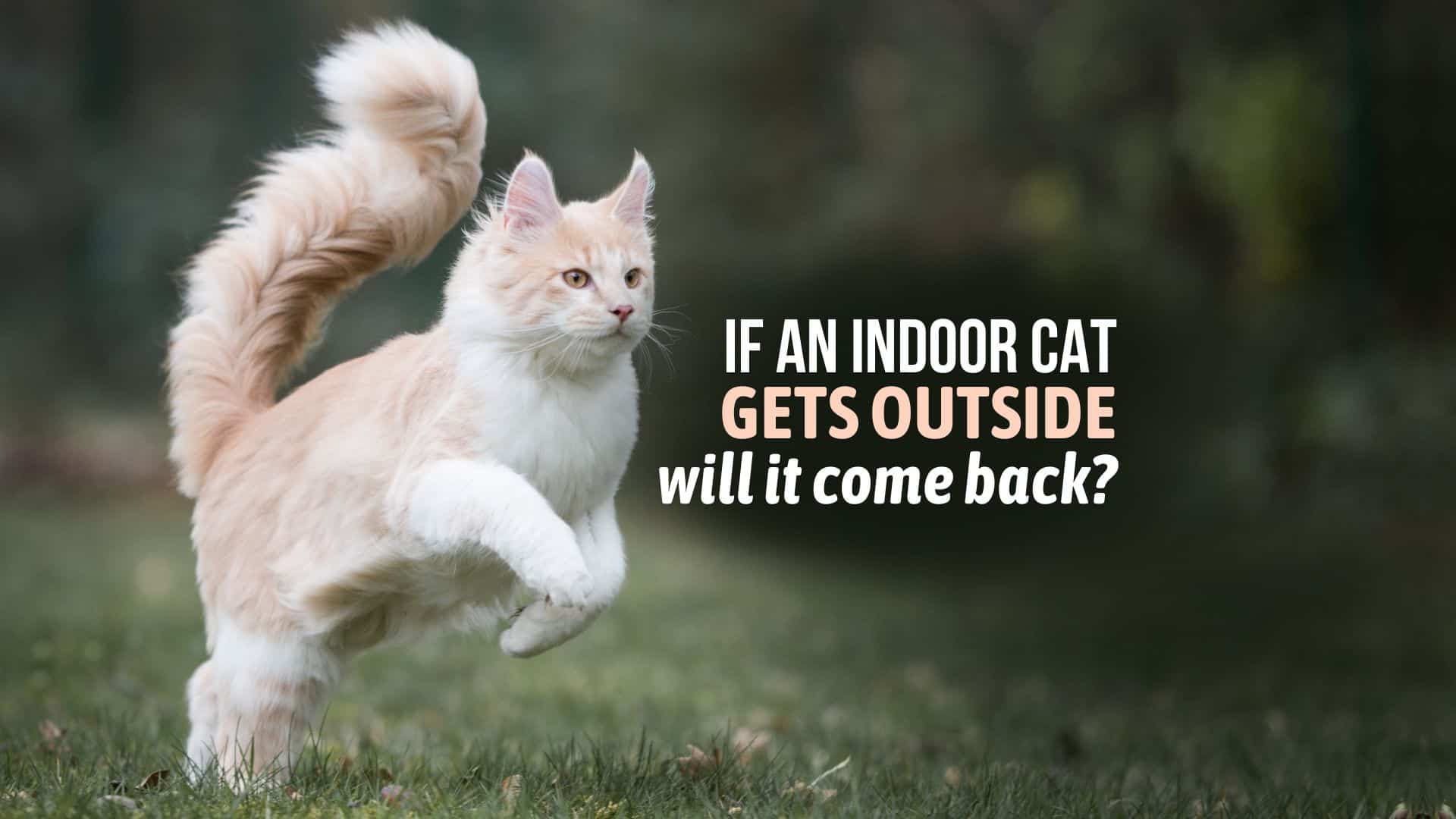 If An Indoor Cat Gets Outside Will It Come Back?