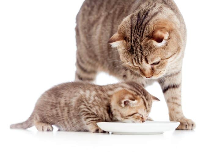 Is It OK That My Kitten Keeps Eating My Older Cat s Food