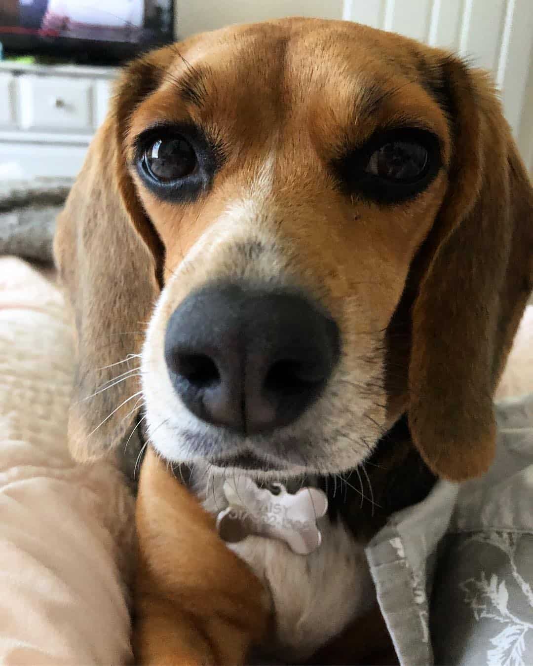 Pocket Beagles Do They Really Exist Homeowner