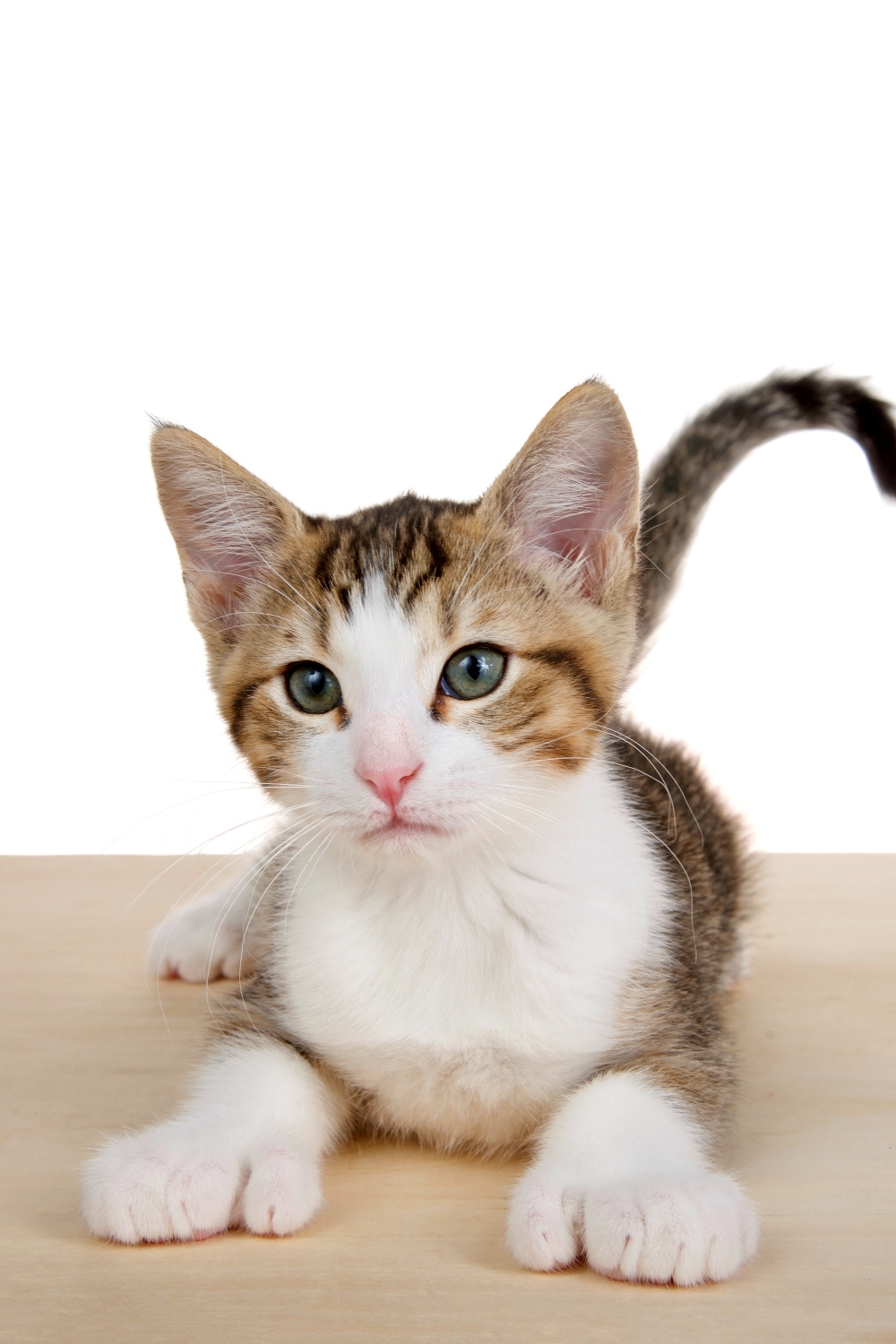 Revealing How Much Is A Polydactyl Cat Worth