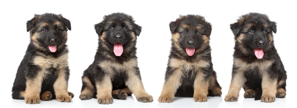 50 days old german shepherd puppy food sales
