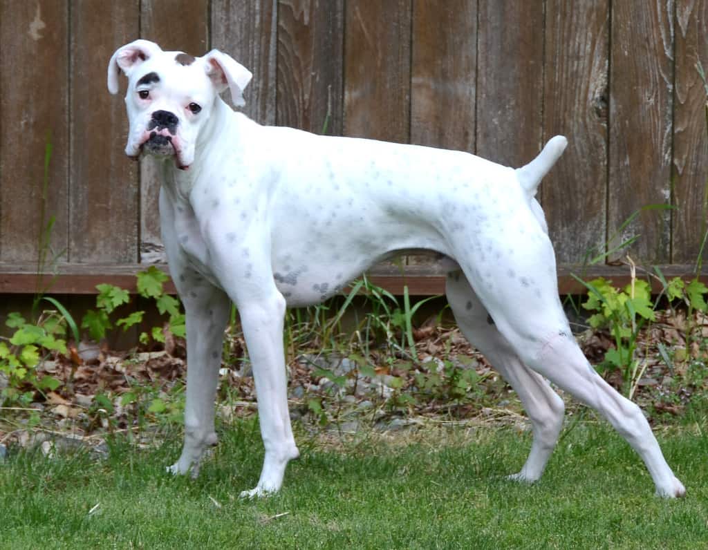 Boxer white discount