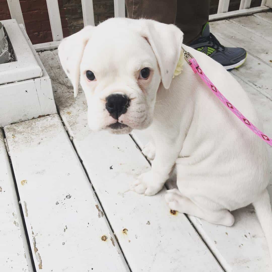 Get to Know the White Boxer and What Makes It Special Homeowner
