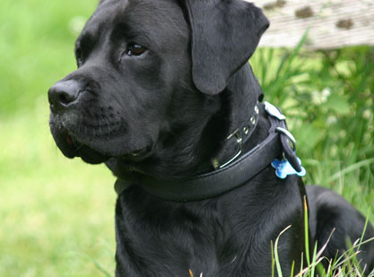 Boxer x labrador hotsell