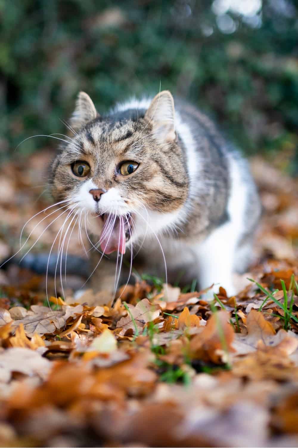 Cat throwing up green liquid hot sale