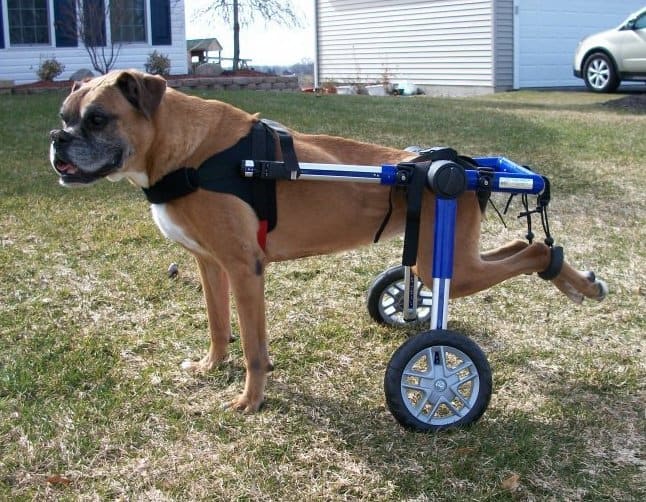 Unilateral Hip Dysplasia in Dogs Nutrition Excercise and Pain Relief Homeowner