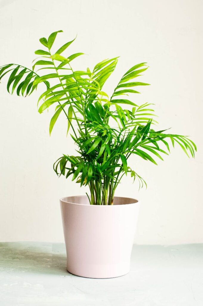 Chamaedorea elegans poisonous online