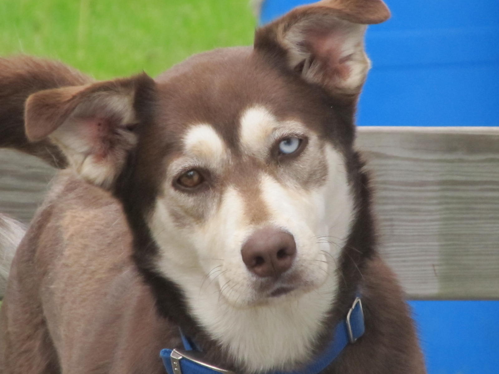 Husky chocolate lab deals