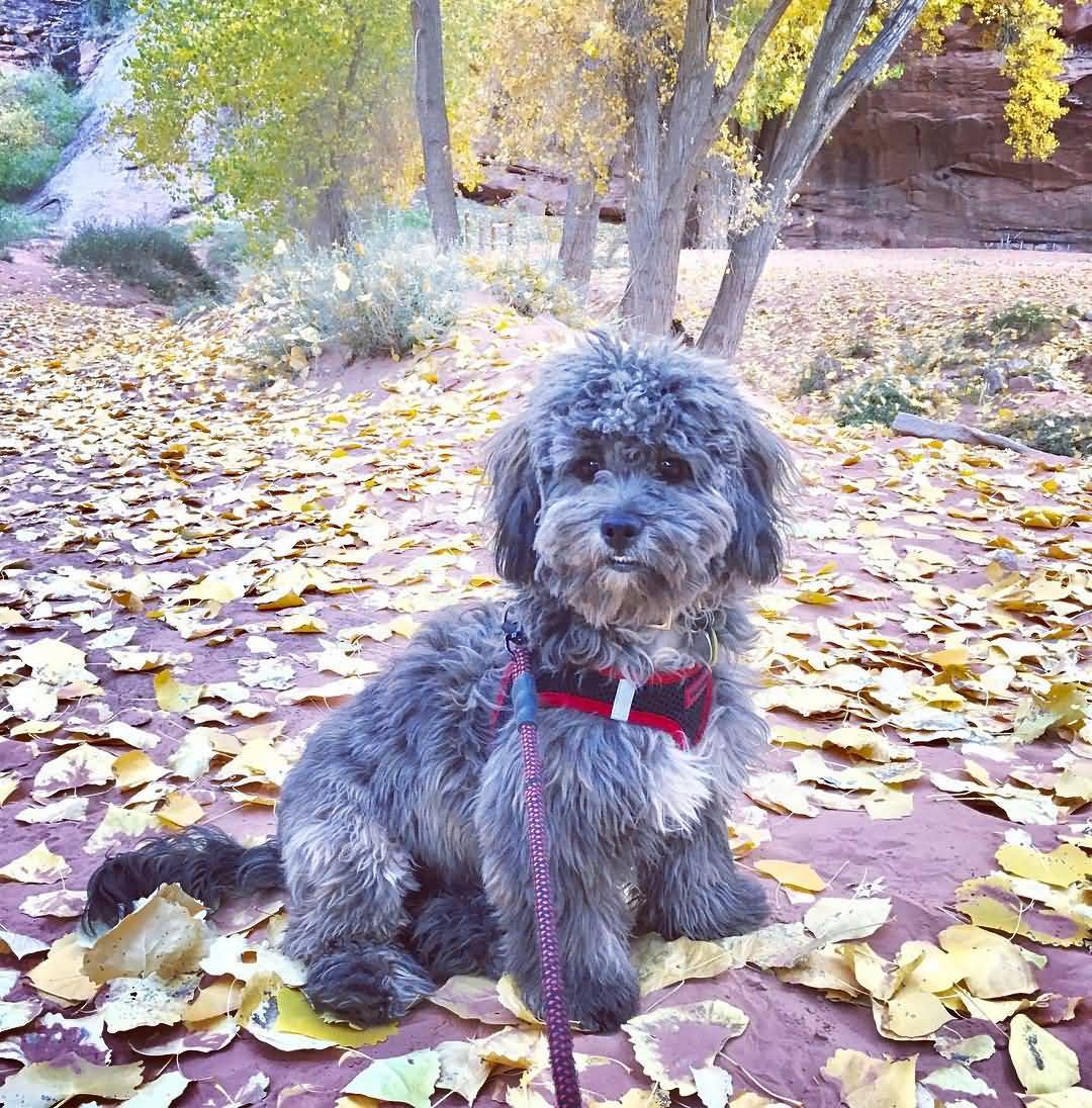Shih tzu toy poodle mix full grown hotsell