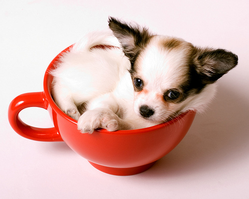 Teacup chihuahua food hotsell