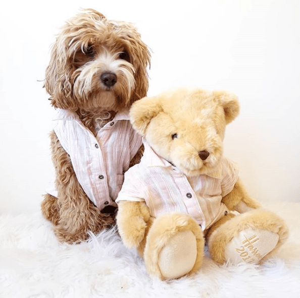 Teddy bear and dog new arrivals