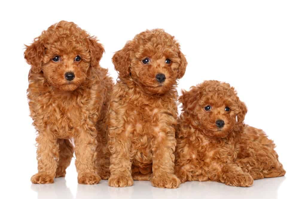 A Comprehensive Guide to the Toy Poodle Homeowner