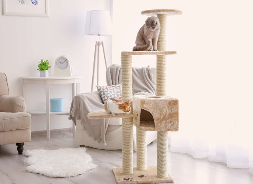 Best place to put a cat tree outlet