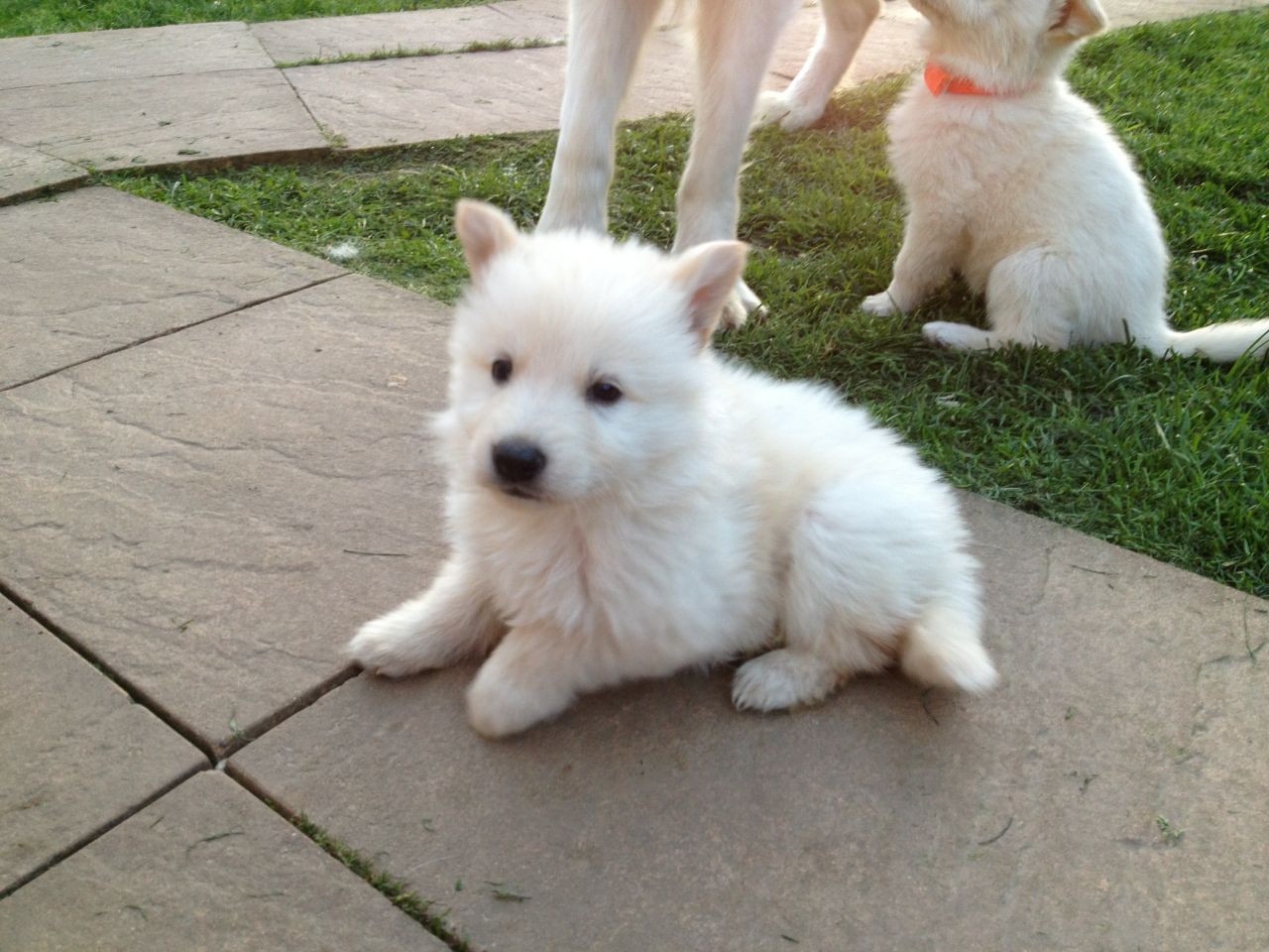 White german shepherd double coat hotsell