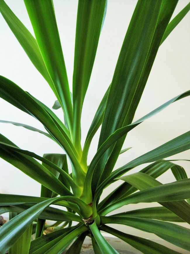 why is my outdoor yucca plant dying