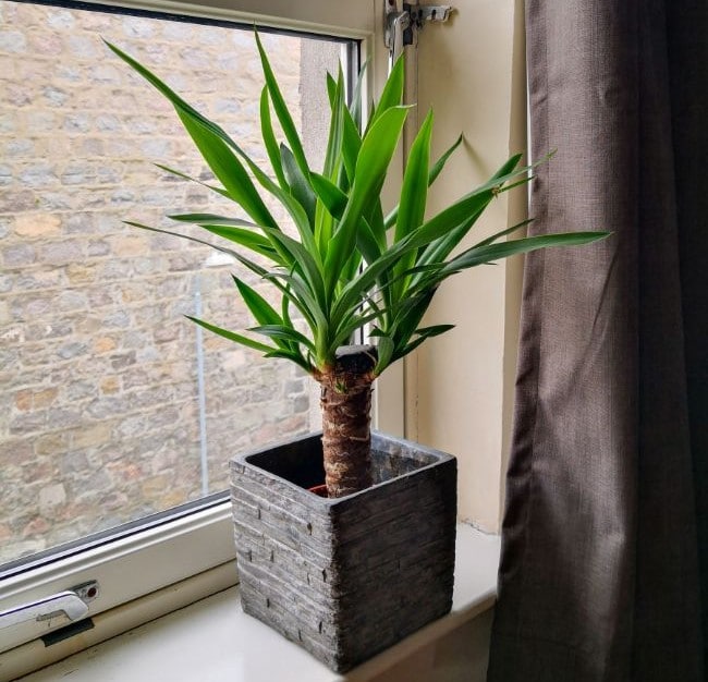 why is my outdoor yucca plant dying